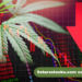 5starsstocks.com cannabis